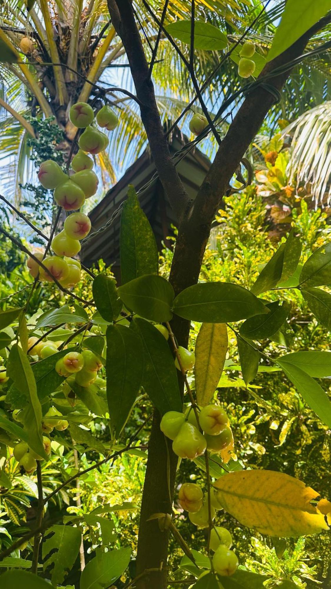 Ama Eco Lodge Sigiriya Bagian luar foto